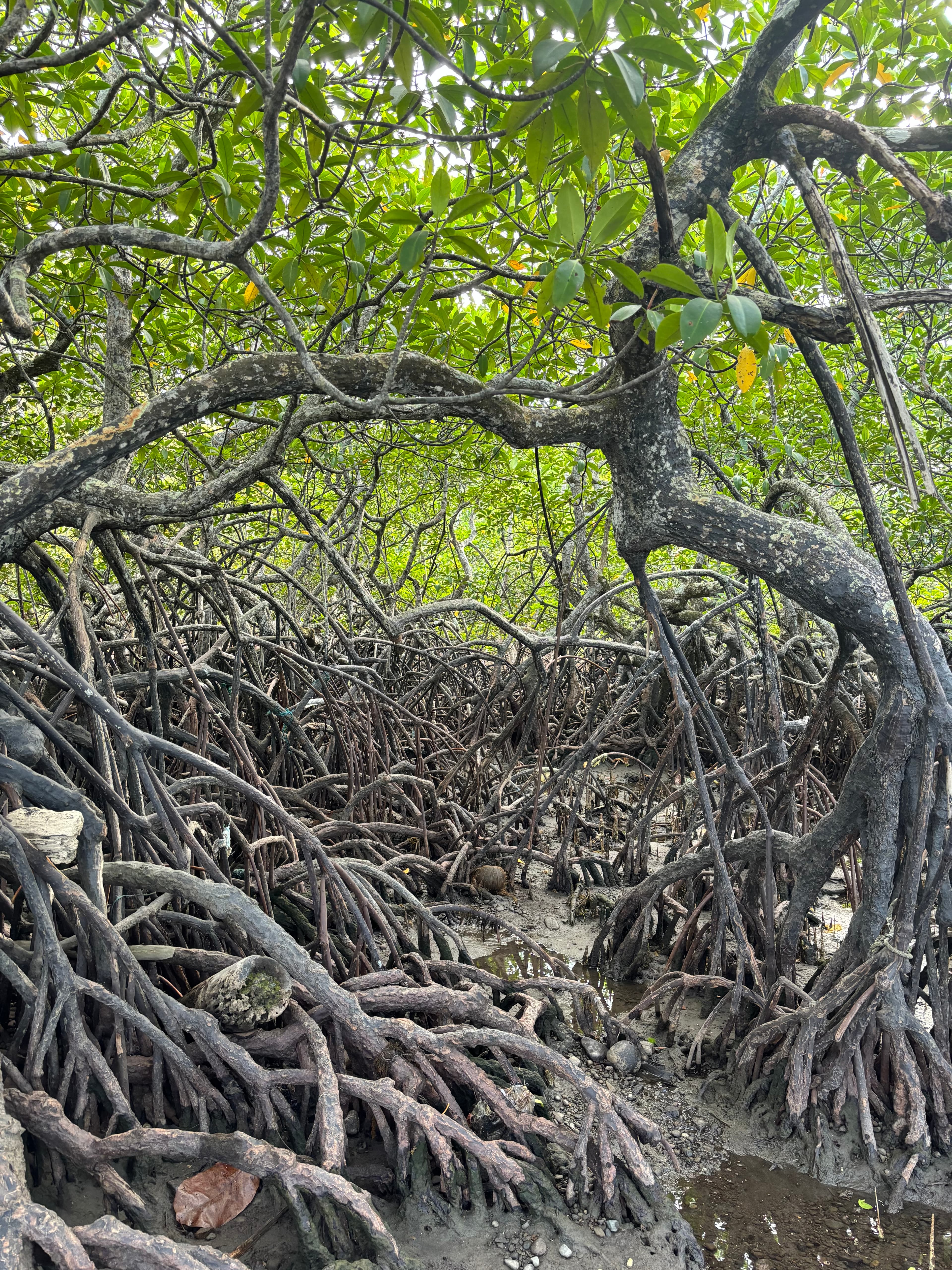 Observing the mangrove's in Pola, Oriental Mindoro after the 2023 oil spill